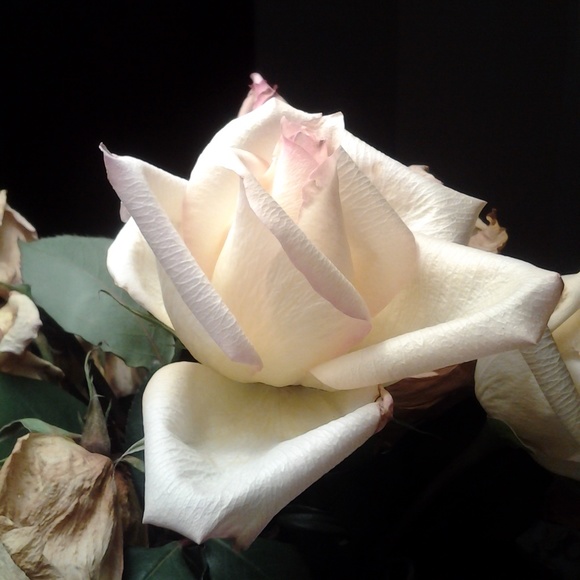 Meet your Posher, Sandra - Picture 1 of 1